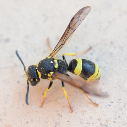 Ancistrocerus longispinosus longispinosus